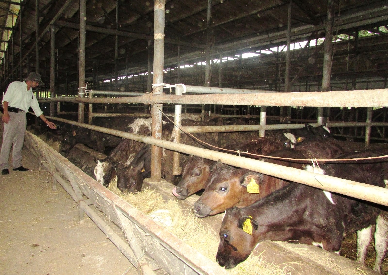 In 2030 zal in de provincie Lam Dong meer dan 90% van de totale veestapel niet besmet zijn met mond-en-klauwzeer.