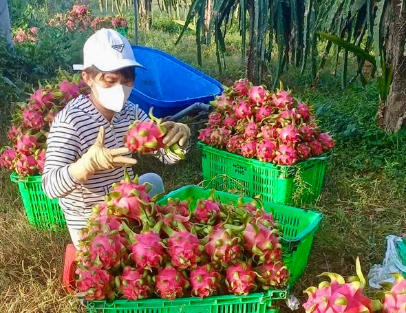Người dân xã Hải Ninh thu hoạch thanh long