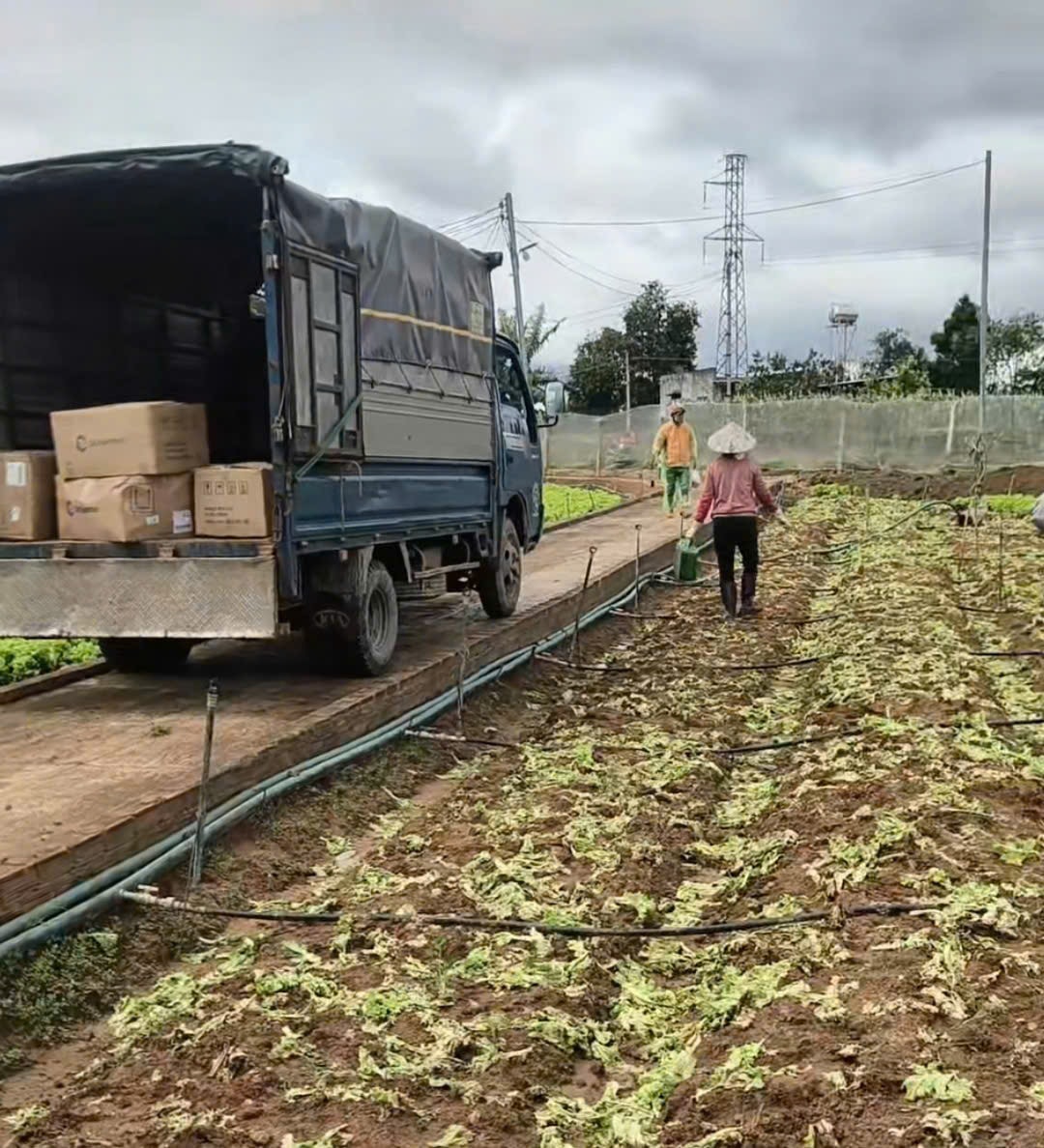 mange sjeldne grønnsaker