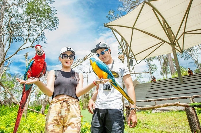 Du khách trải nghiệm cho hươu cao cổ ăn tại Vinpearl Safari Phú Quốc.