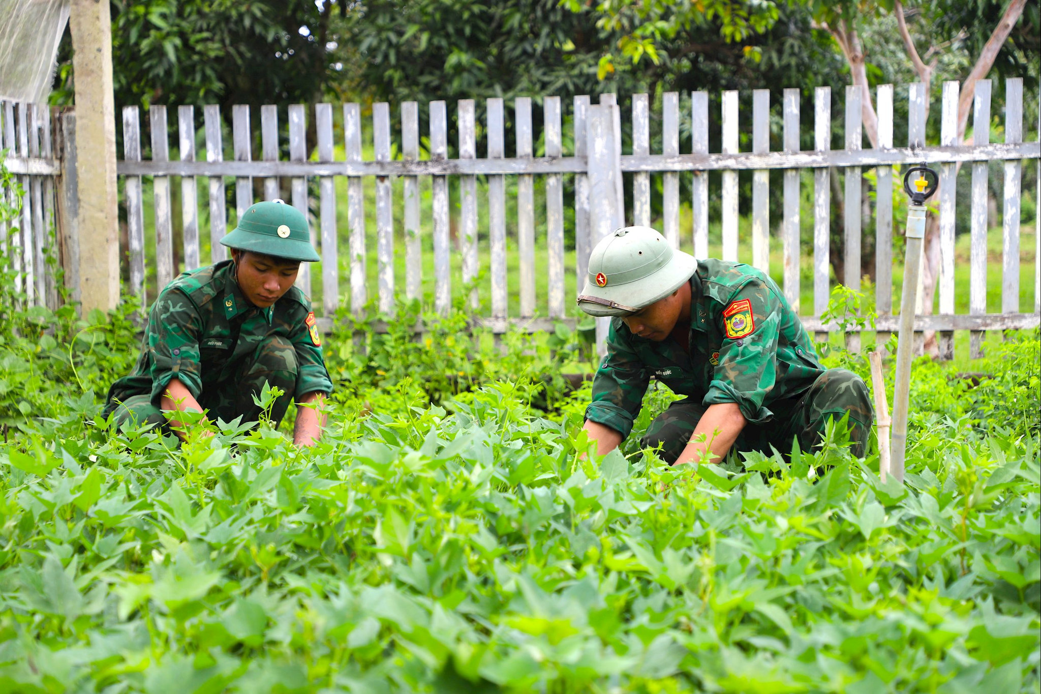 Cán bộ, chiến sĩ Bộ đội Biên phòng tích cực tăng gia sản xuất, góp phần cải thiện đời sống và xây dựng cảnh quan xanh trong đơn vị.