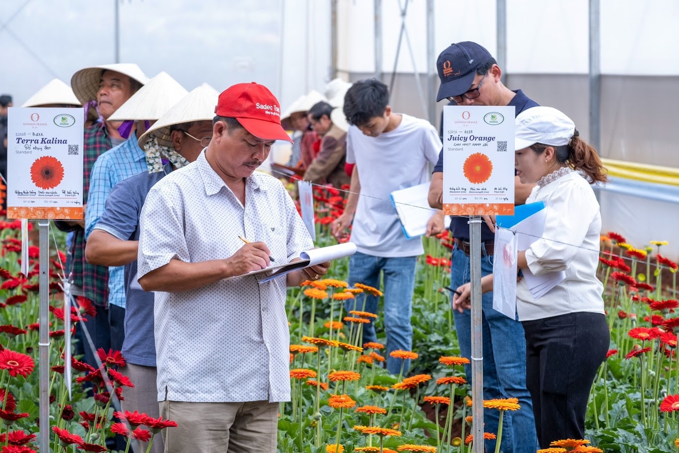 Hoa đồng tiền bản quyền nhập khẩu từ Tây Ban Nha sản xuất và xuất khẩu đạt giá trị cao tại nông trại Công ty Hivico Đà Lạt