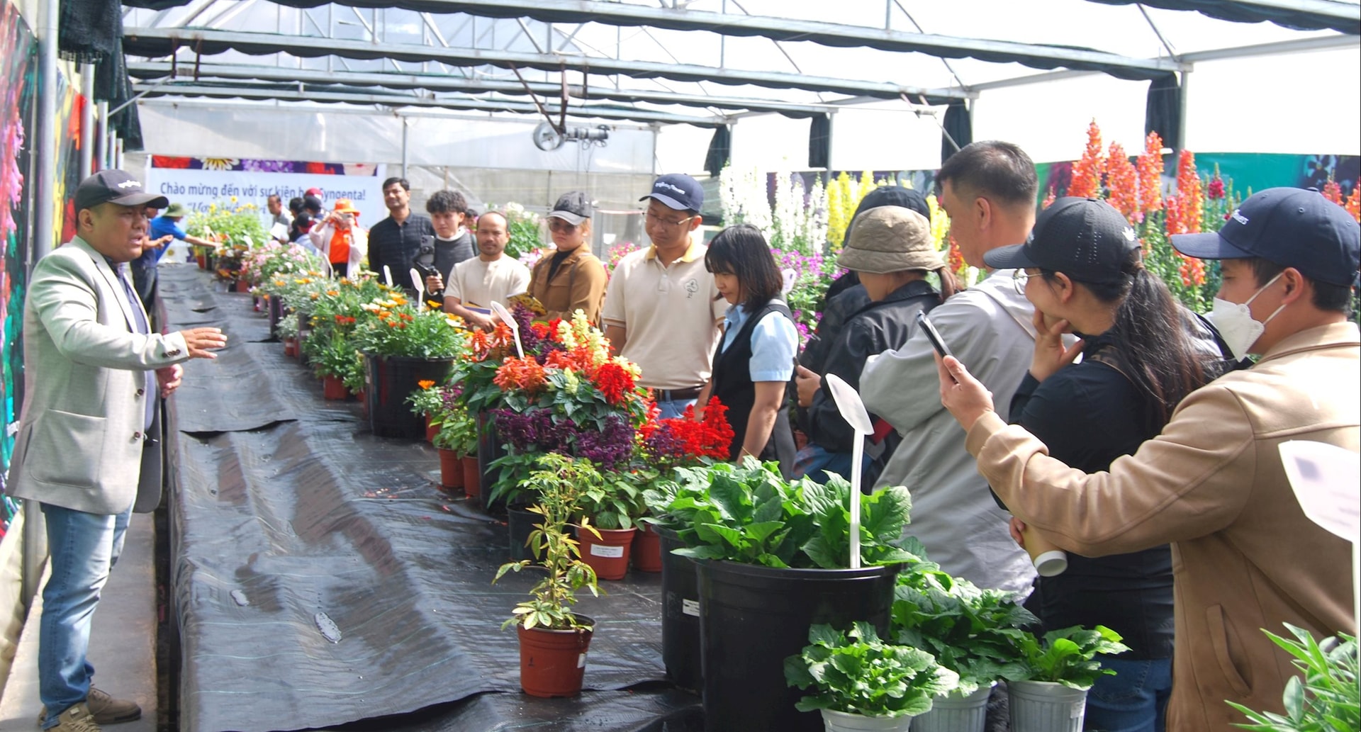 Hội thảo đầu bờ đánh giá, nhân rộng sản xuất các giống hoa bản quyền châu Âu tại Lâm Đồng