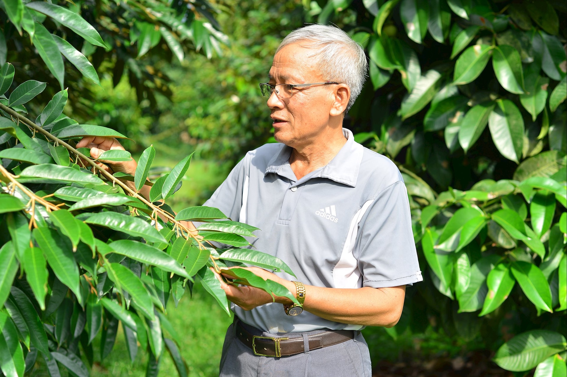 Da M'ri landbrukskooperativ fokuserer på å dyrke tre sunne durianer: