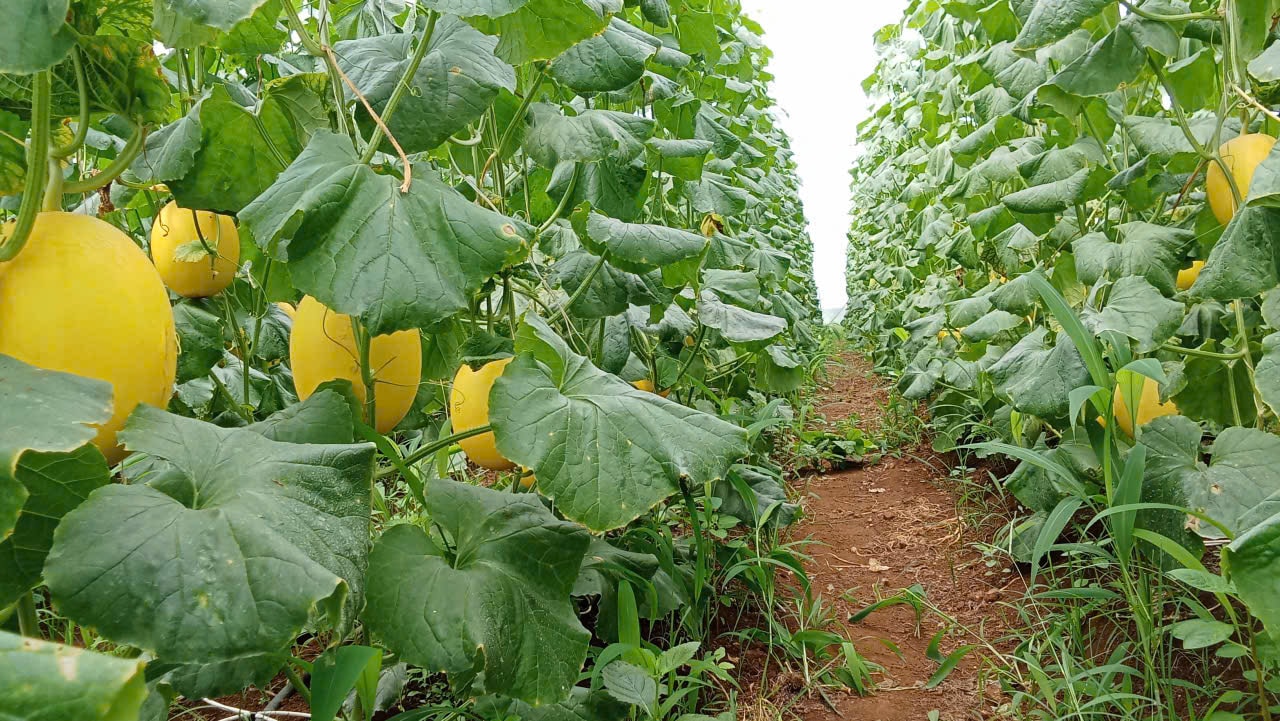 cultivo de melões na aldeia 5