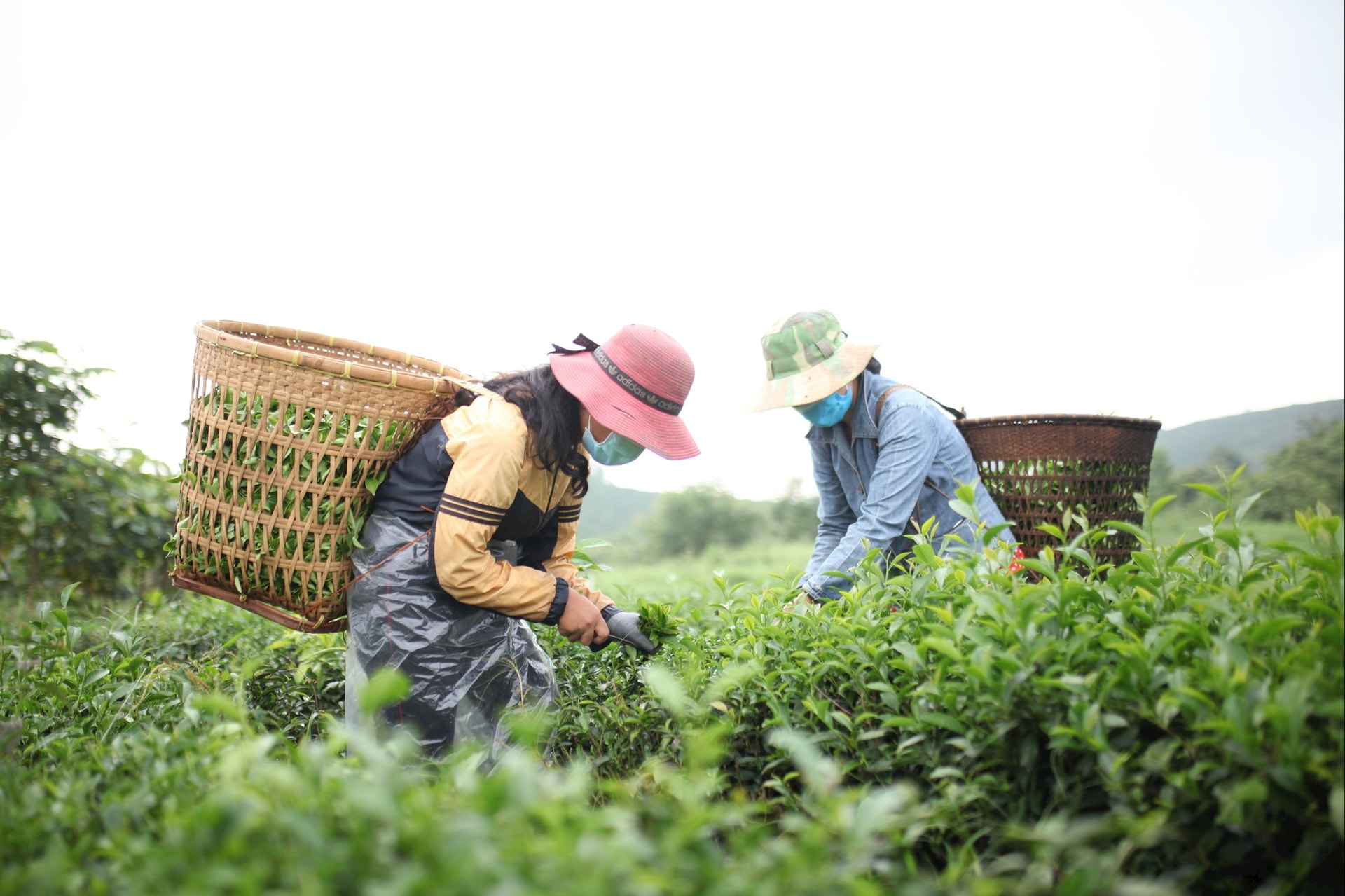 img_4944.jpg সম্পর্কে