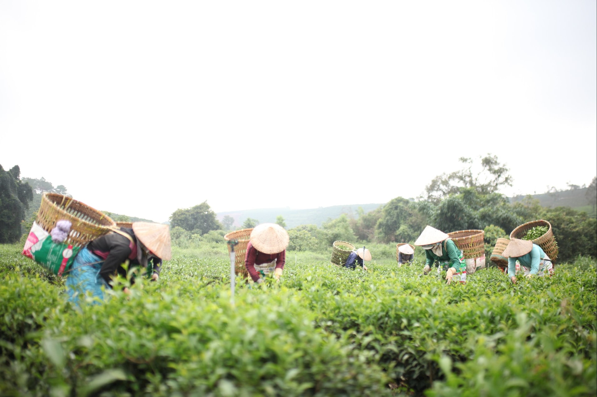 img_4958.jpg সম্পর্কে