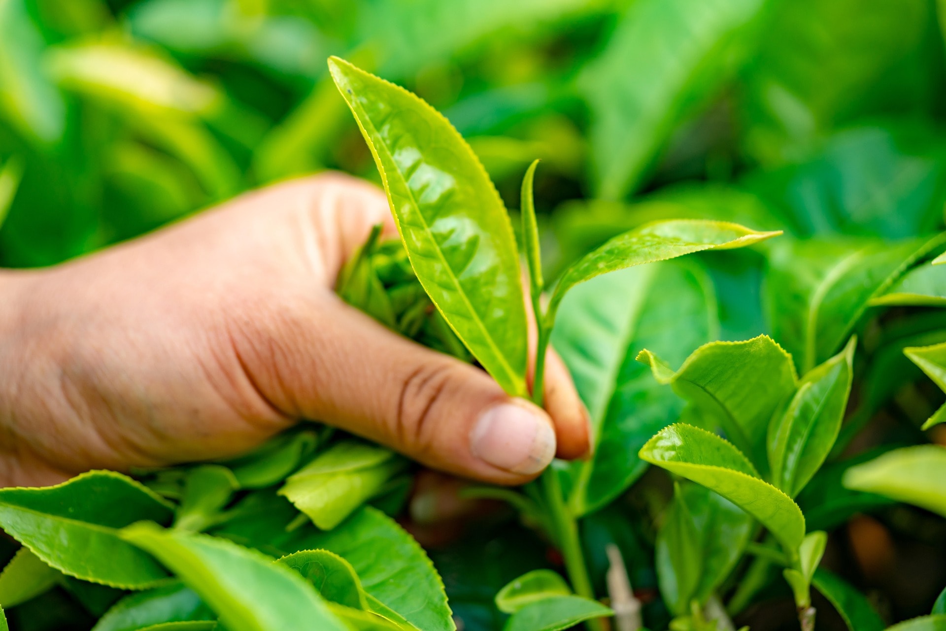 tea-leaves-4547924_1920.jpg