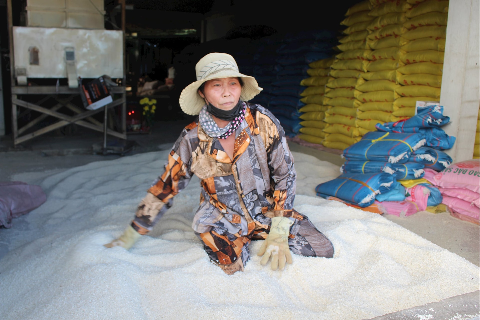 Bà Thu trên đống gạo ướt lên mùi chua, giờ bán cho người chăn nuôi