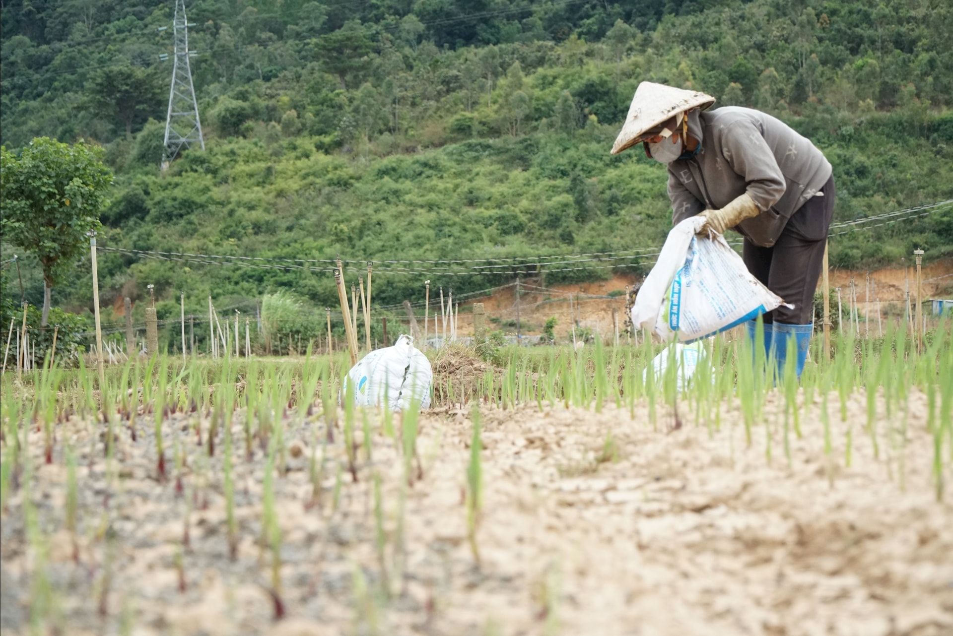 អ្នកដែលដាំផ្កាក្លាឌីយ៉ូលូសនៅហៀបថាញ់ កំពុងងើបឡើងវិញបន្តិចម្តងៗ បន្ទាប់ពីទឹកជំនន់ធ្ងន់ធ្ងរជាច្រើនថ្ងៃ។