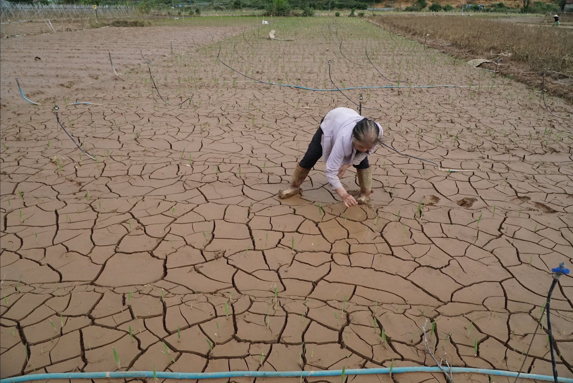 អ្នកស្រី ង្វៀន ធីលឿង ដែលបានដាំផ្កាអស់រយៈពេលជាច្រើនទសវត្សរ៍មកហើយ នៅតែមានការភ្ញាក់ផ្អើលយ៉ាងខ្លាំង។
