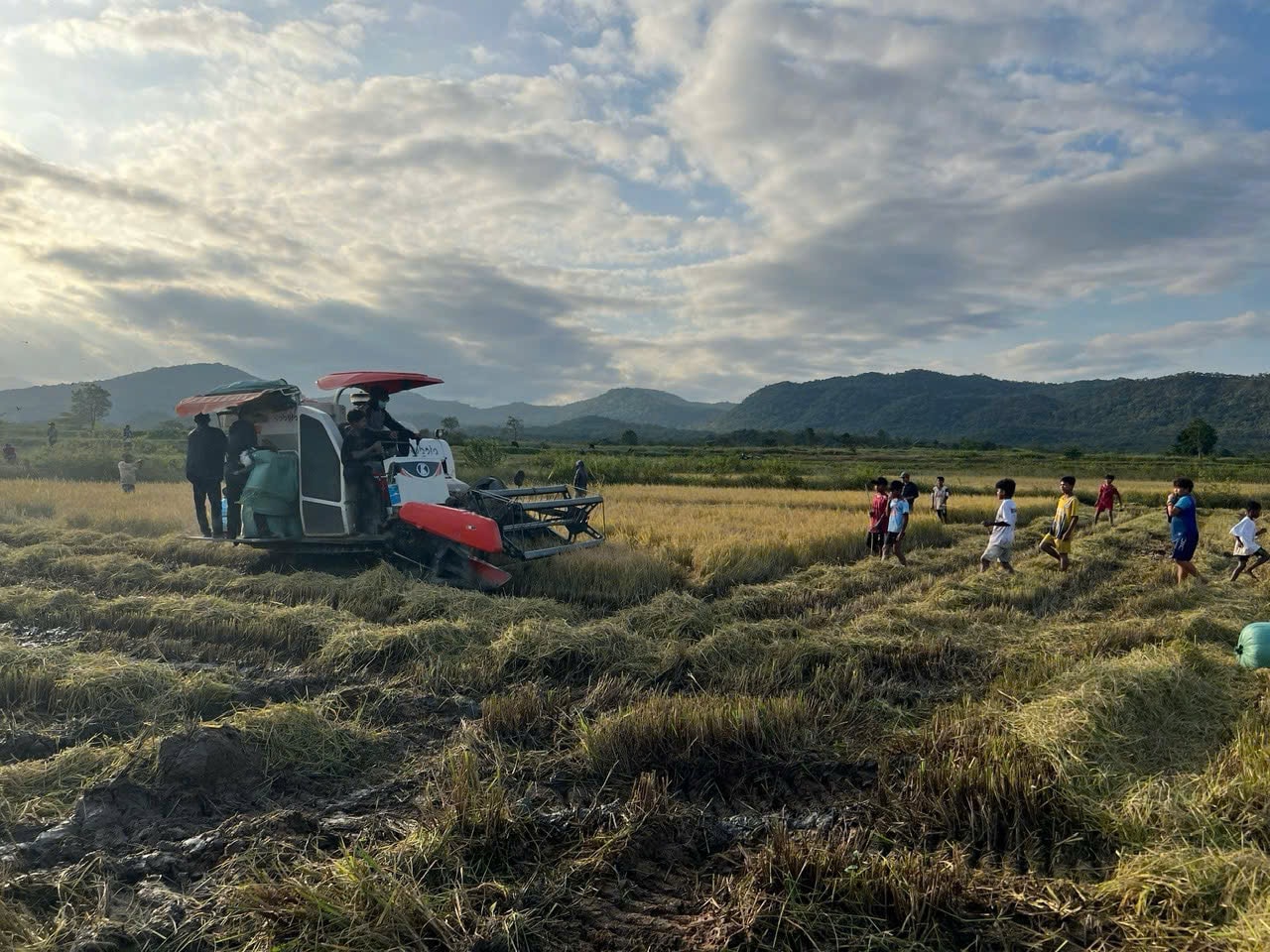 ເກັບກ່ຽວເຂົ້າ gen-h ຢູ່ເມືອງ Phan Dung