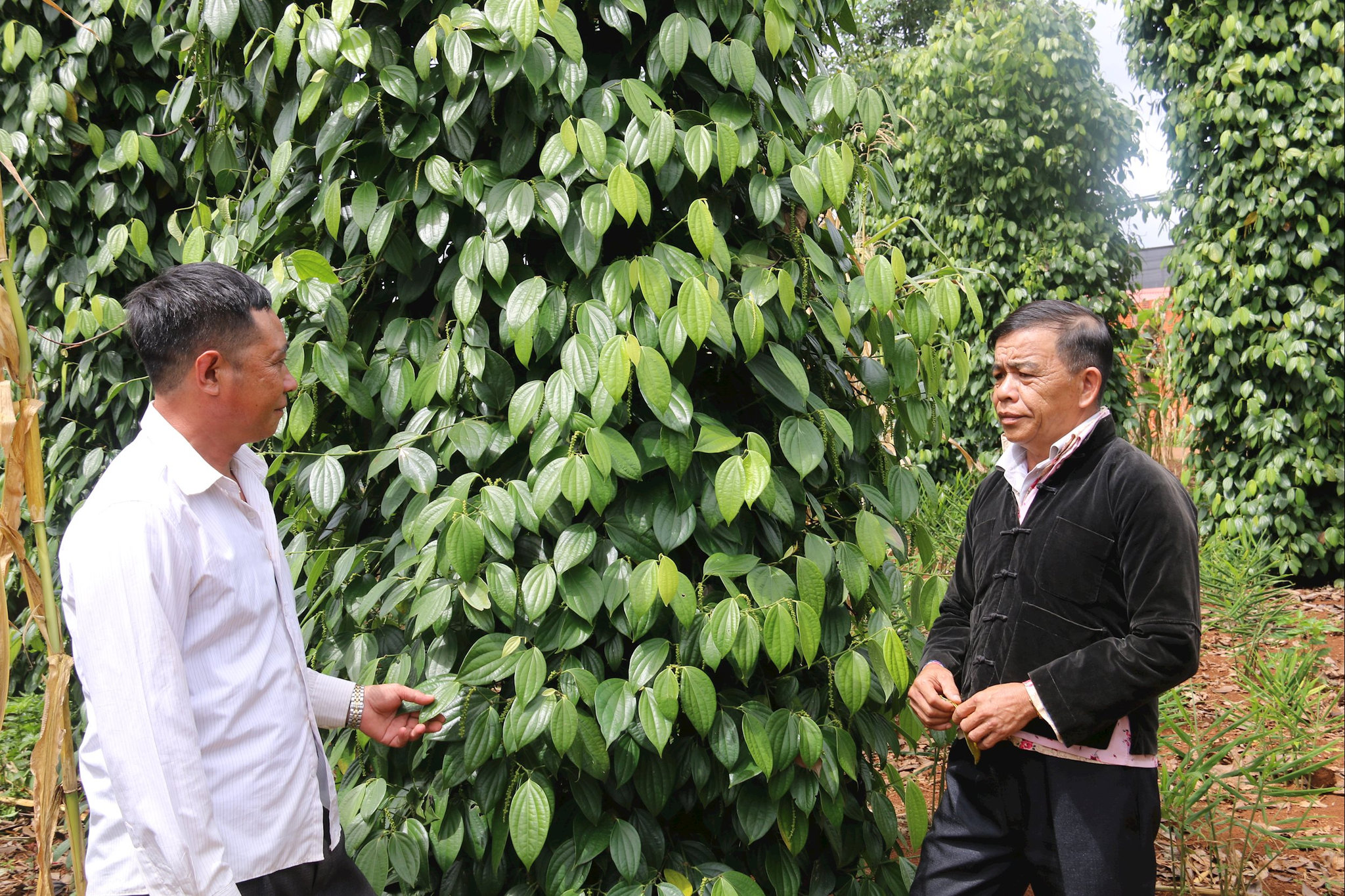Ông Đặng Chòi Hiền ở thôn Đắk Ri, xã Krông Nô