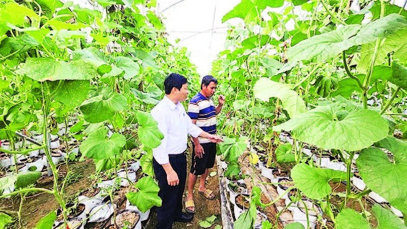 Hướng đi mới cho nông nghiệp hiện đại và bền vững