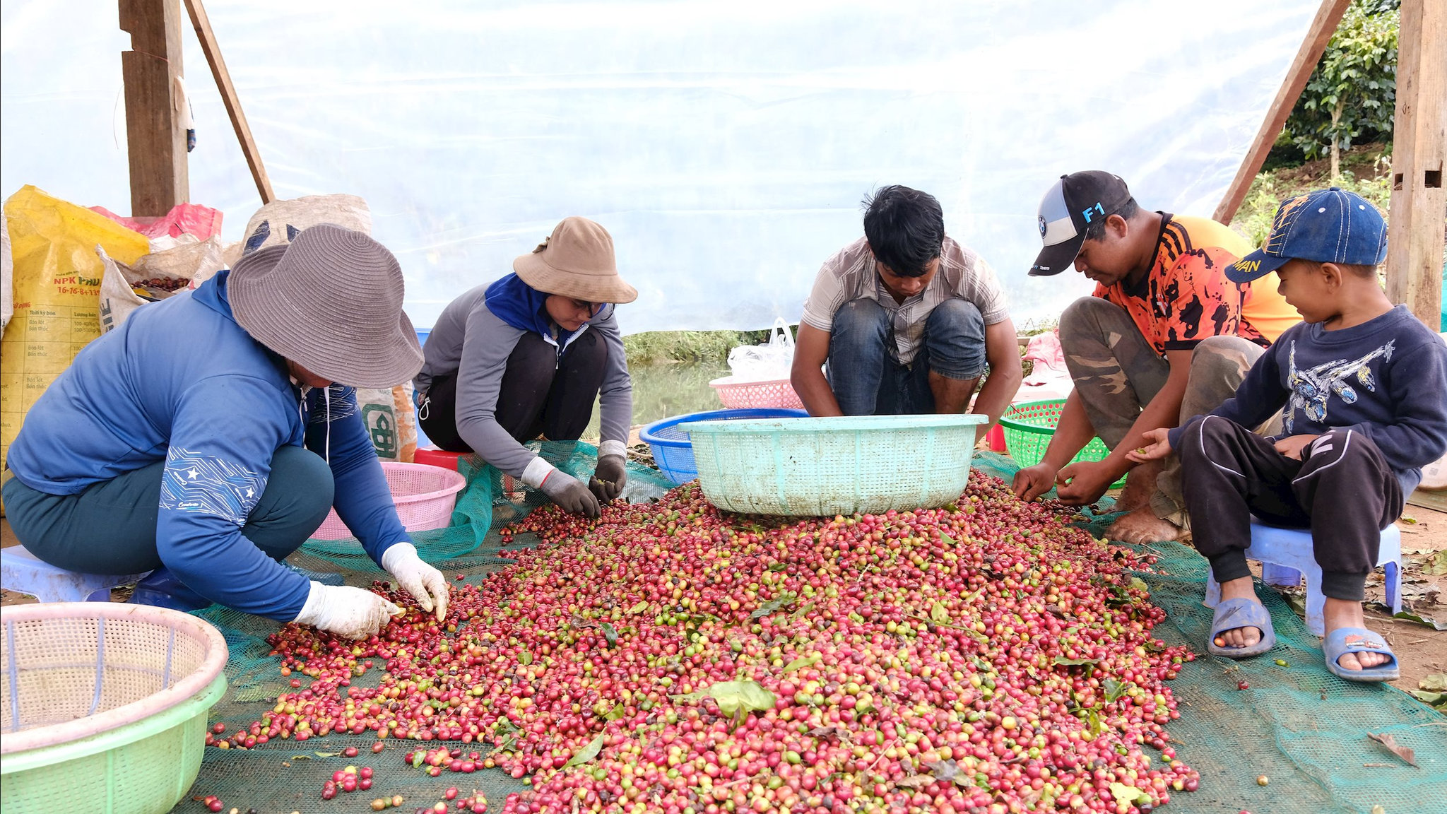 Đồng bào K'ho có được thu nhập tốt hơn nhờ tham gia chế biến cà phê đặc sản.