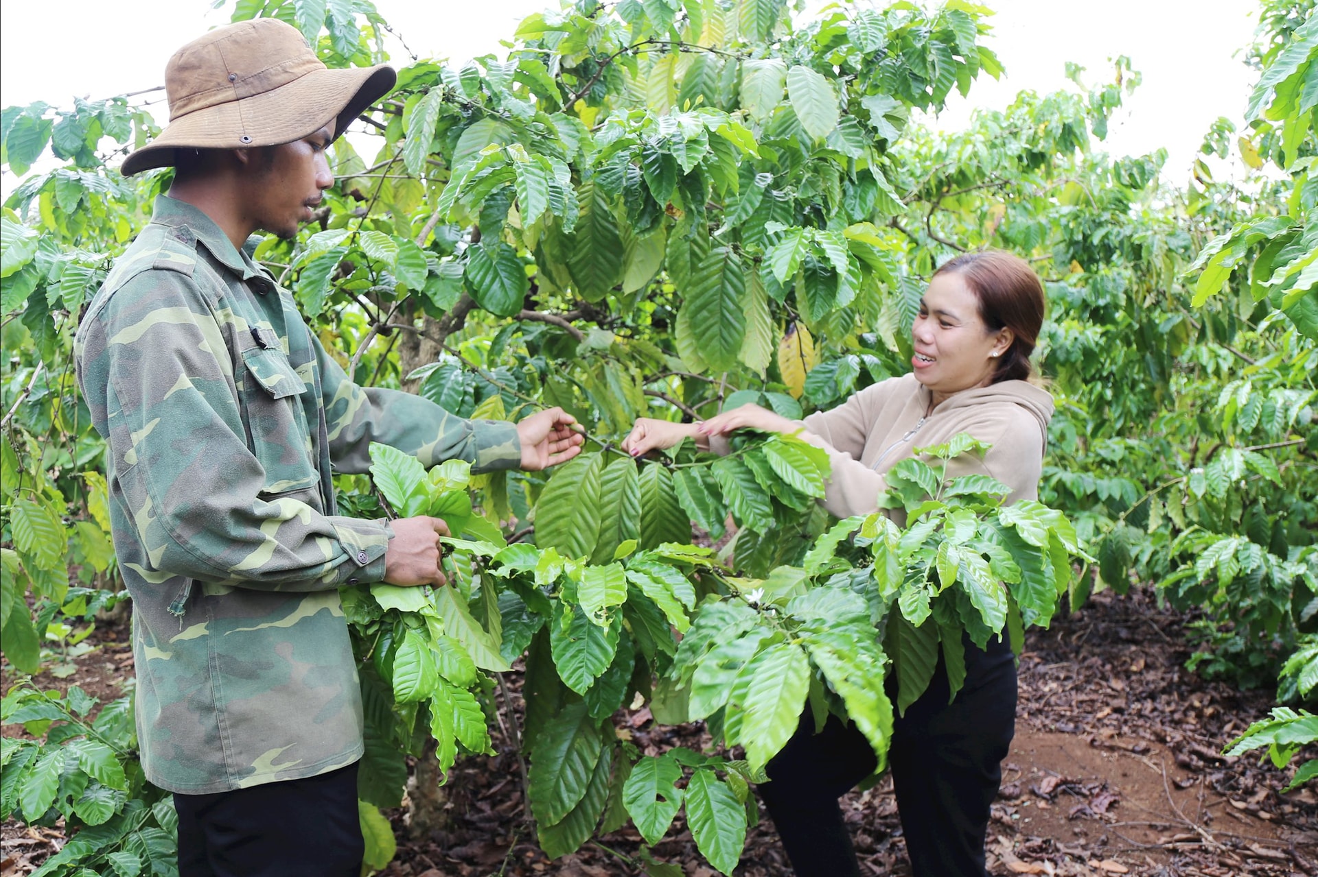 កសិករនៅខេត្តឡាំដុងអាចទទួលបានដើមទុនពីស្ថាប័នឥណទានដើម្បីវិនិយោគលើការអភិវឌ្ឍផលិតកម្ម។