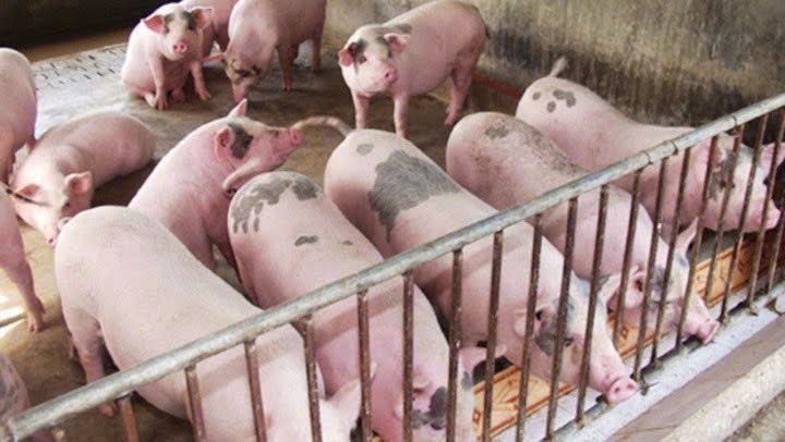 Giá heo hơi hôm nay 14/12 Tiếp đà tăng trong tuần qua