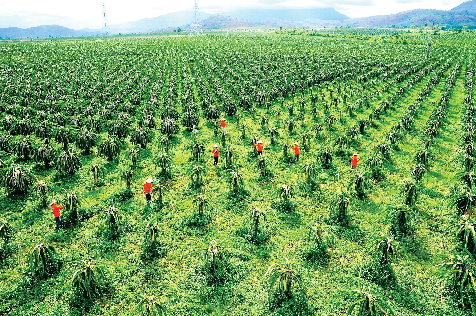 កសិដ្ឋានដាំផ្លែស្រកានាគសម្រាប់នាំចេញ (រូបថតបណ្ណសារ)
