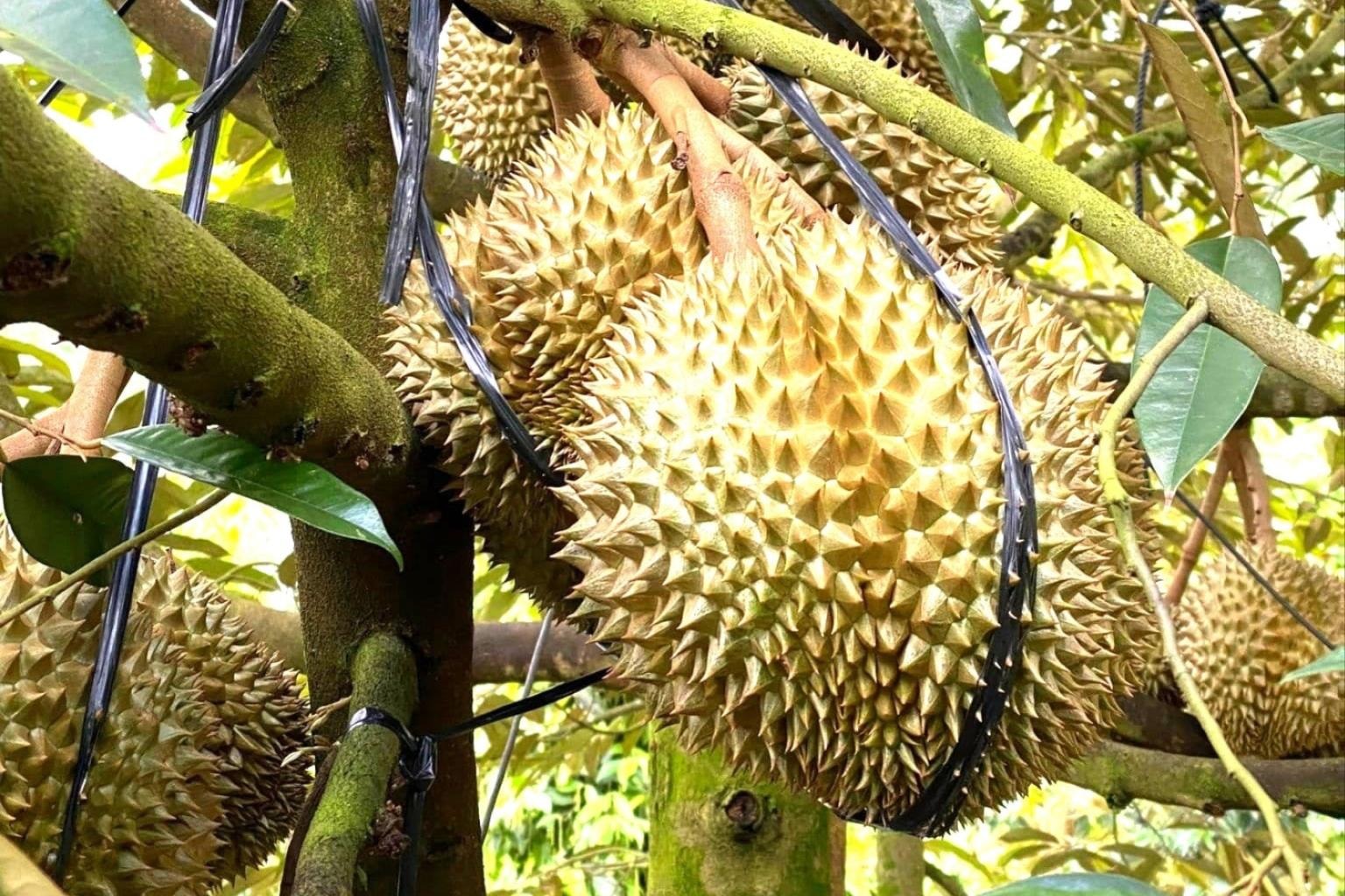 សួនធុរេនរបស់អ្នកភូមិតាពូវ ឃុំ Nghi Duc.jpg