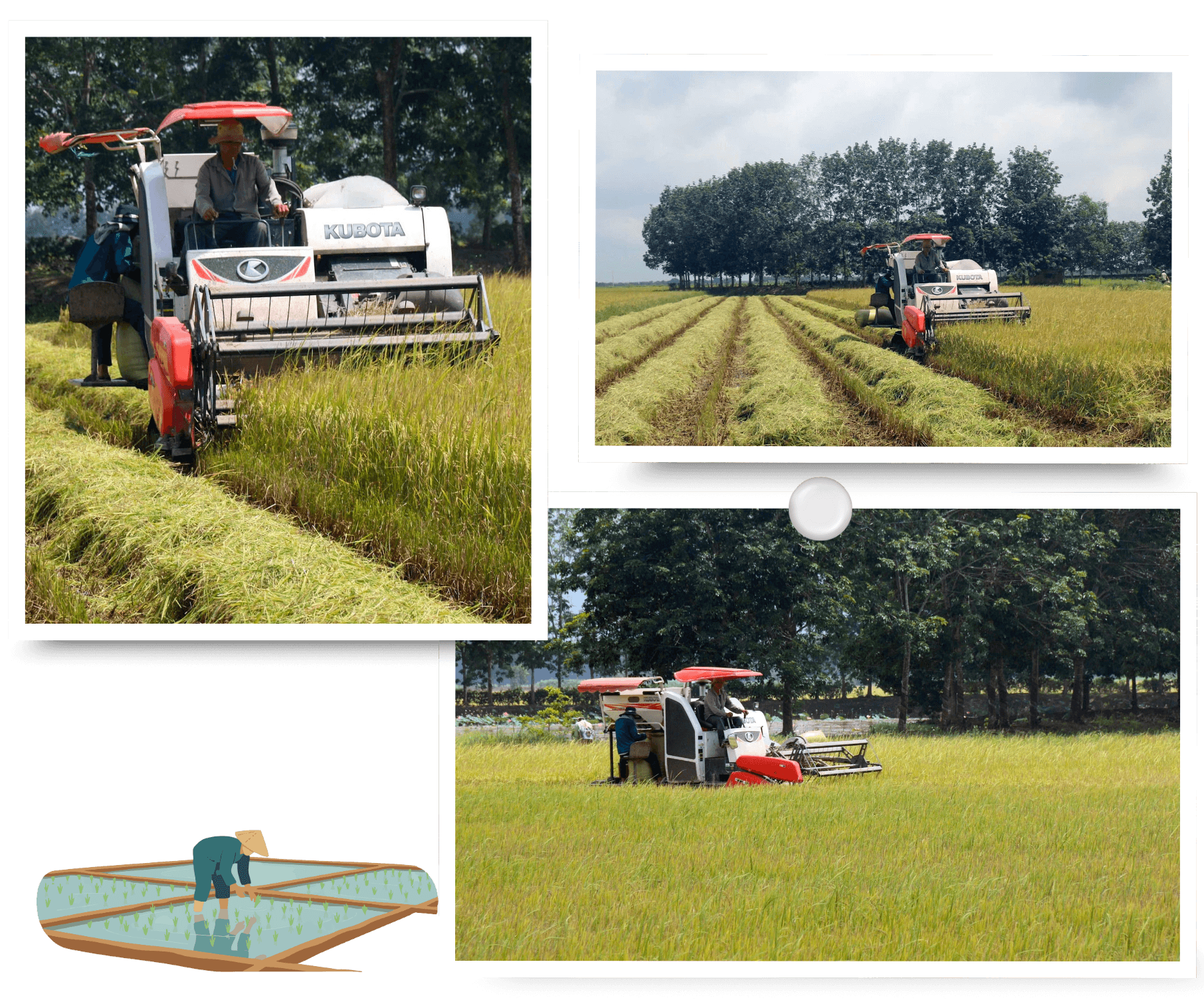 Những cánh đồng lúa năng suất cao được hình thành từ sự đầu tư ứng trước của Trung tâm Dịch vụ miền núi