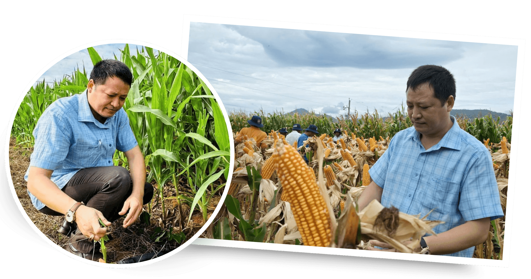 Ông Nguyễn Văn Chi, Giám đốc Trung tâm Dịch vụ miền núi kiểm tra cánh đồng bắp mà đơn vị cung ứng cho người dân