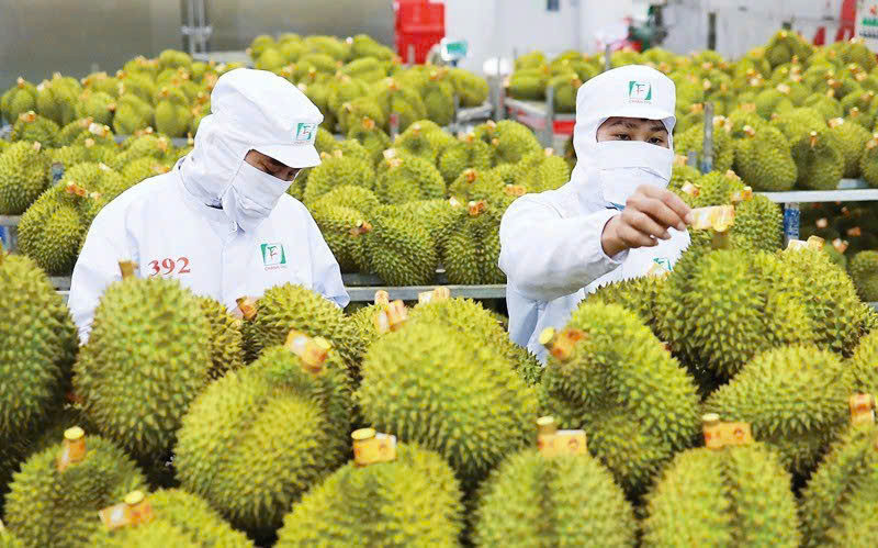 Giá sầu riêng hôm nay 18/12, giống Ri6 tiếp tục giảm do cạnh tranh nguồn cung gia tăng.