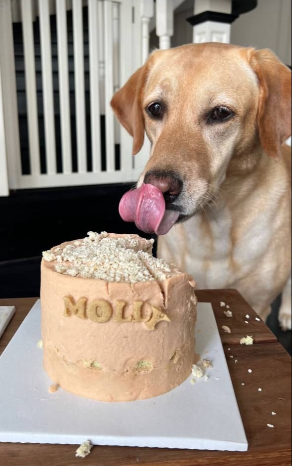 Molly sống cùng gia đình Tăng Thanh Hà từ năm 2013