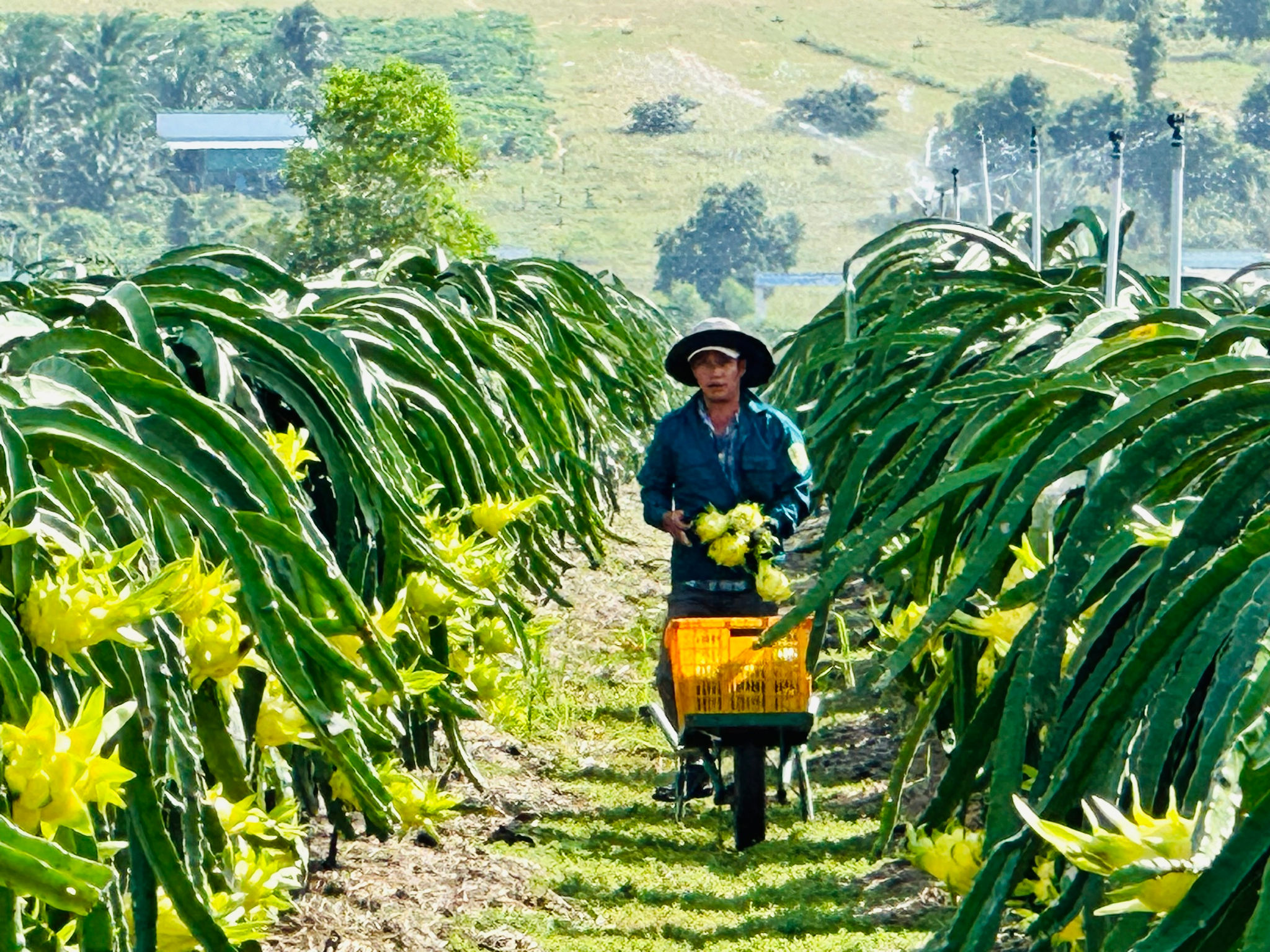 Thu hoạch thanh long vỏ vàng tại xã Hàm Thuận, vùng trồng có sự đồng hành của đội ngũ khuyến nông.