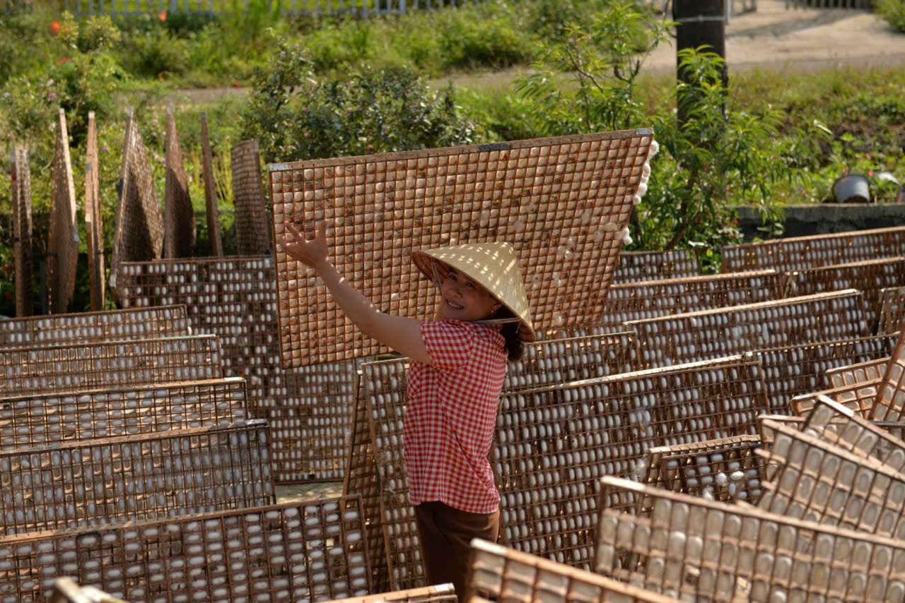 Bên những khay kén tằm