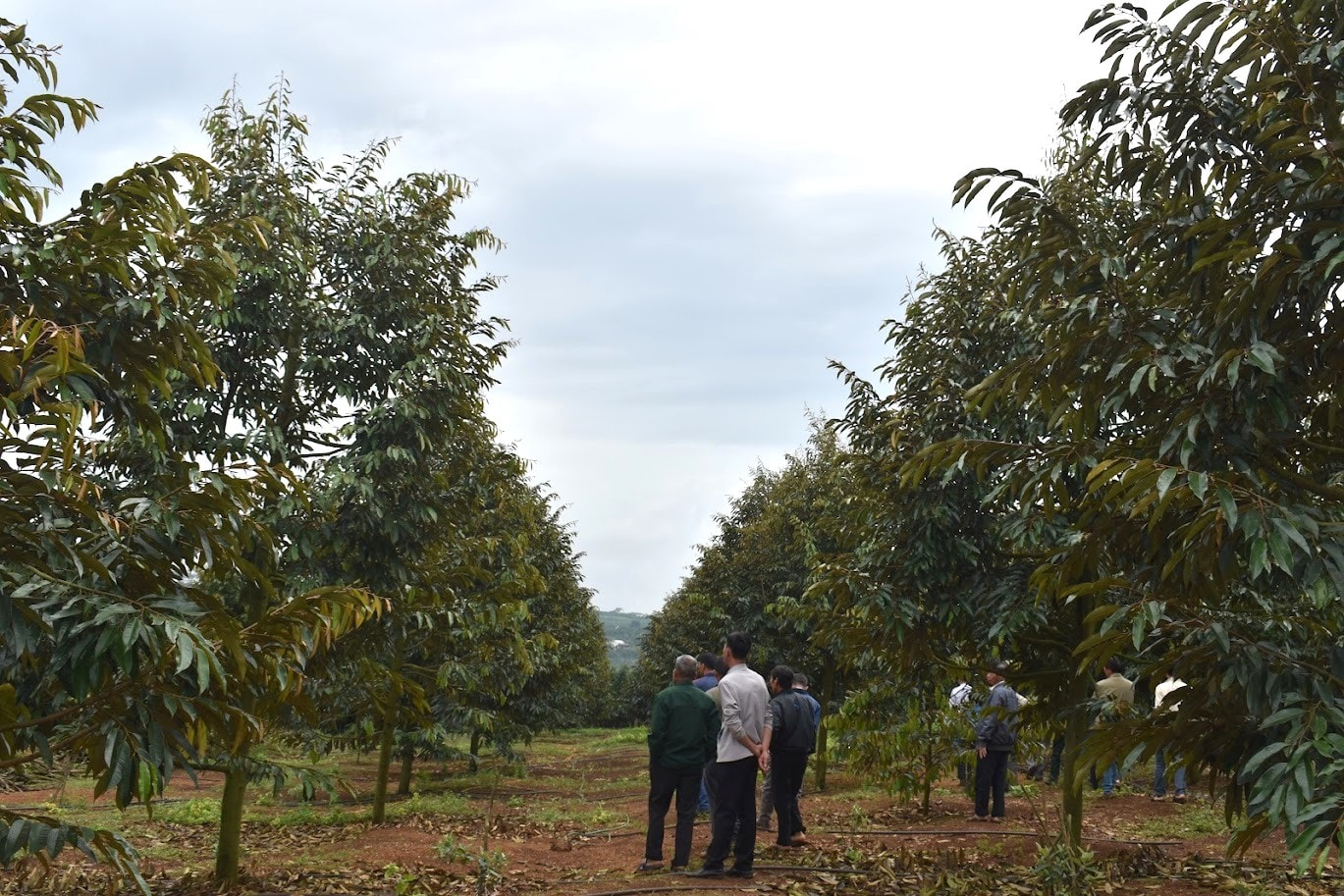 Sầu ri&ecirc;ng l&agrave; một trong những c&acirc;y trồng chủ lực của L&acirc;m Đồng được tập trung đầu tư mở rộng diện t&iacute;ch chuy&ecirc;n canh