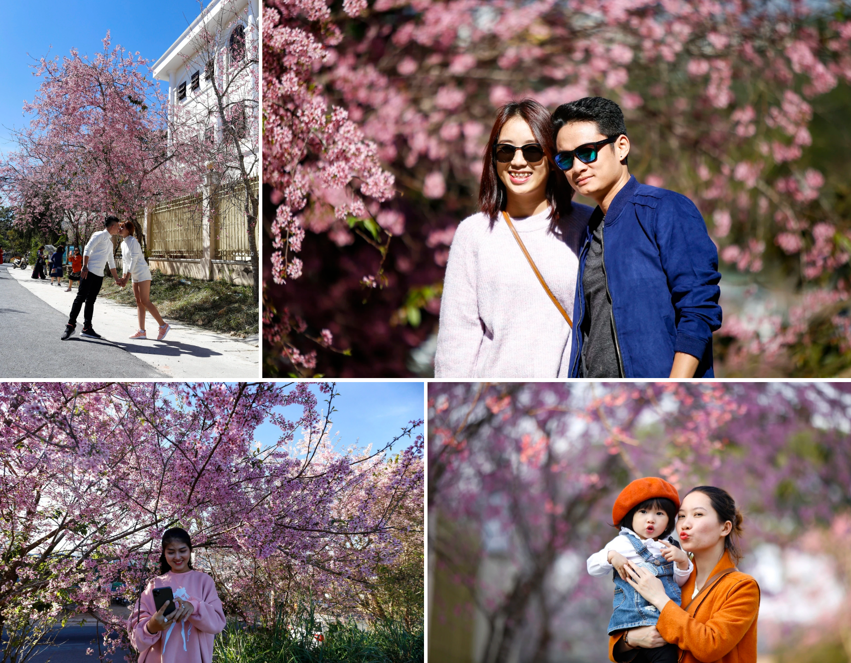 Du kh&aacute;ch chụp ảnh lưu niệm b&ecirc;n mai anh đ&agrave;o nở rộ tr&ecirc;n tr&ecirc;n c&aacute;c tuyến phố Đ&agrave; Lạt những năm 2023 v&agrave; 2024. Ảnh: Ch&iacute;nh Th&agrave;nh