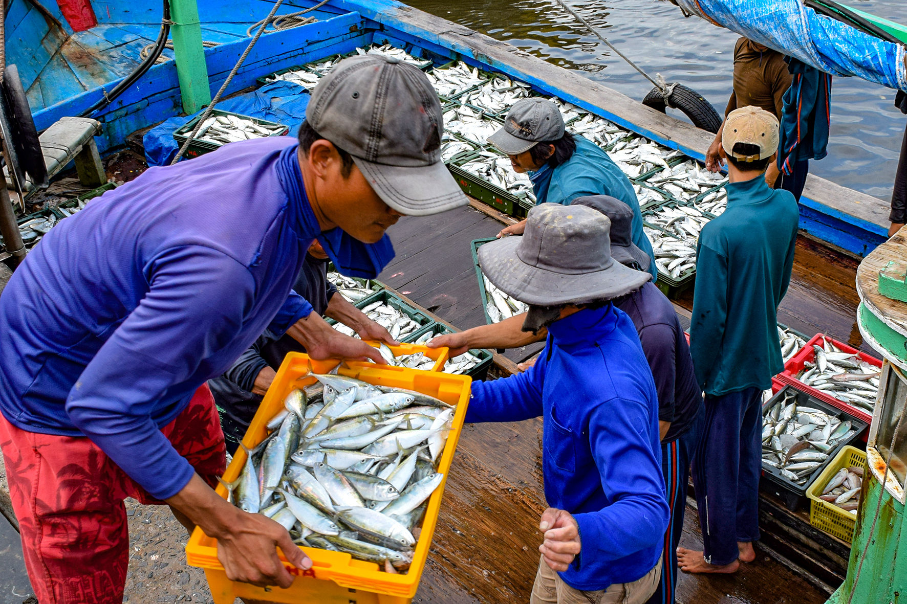 Cá về cảng Phan Thiết (ảnh N. Lân) (23