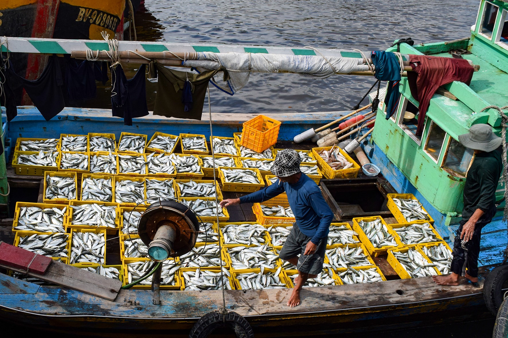 Cá vào cảng Phan Thiết (ảnh N. Lân) (1)