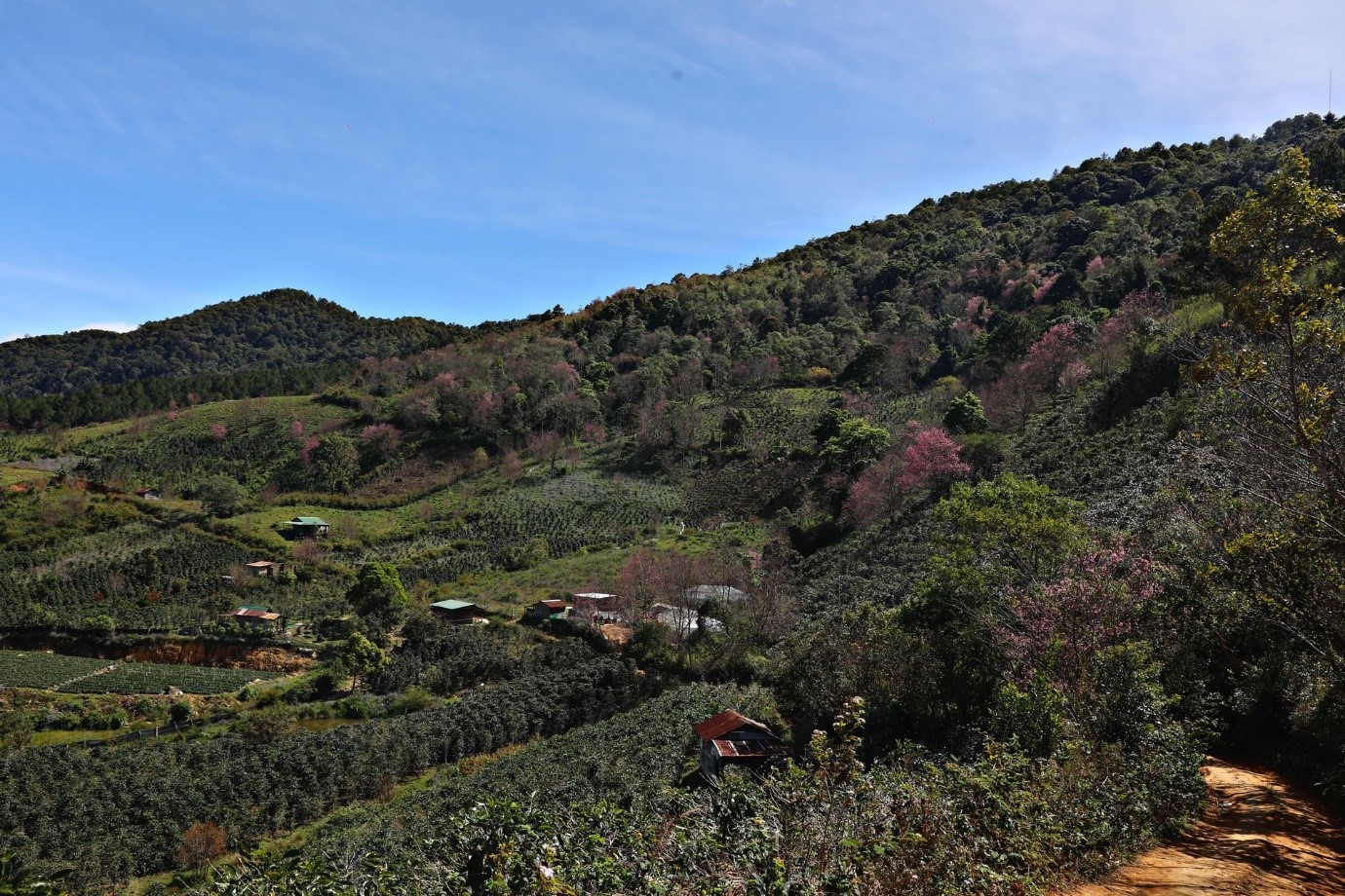hoa dao 13