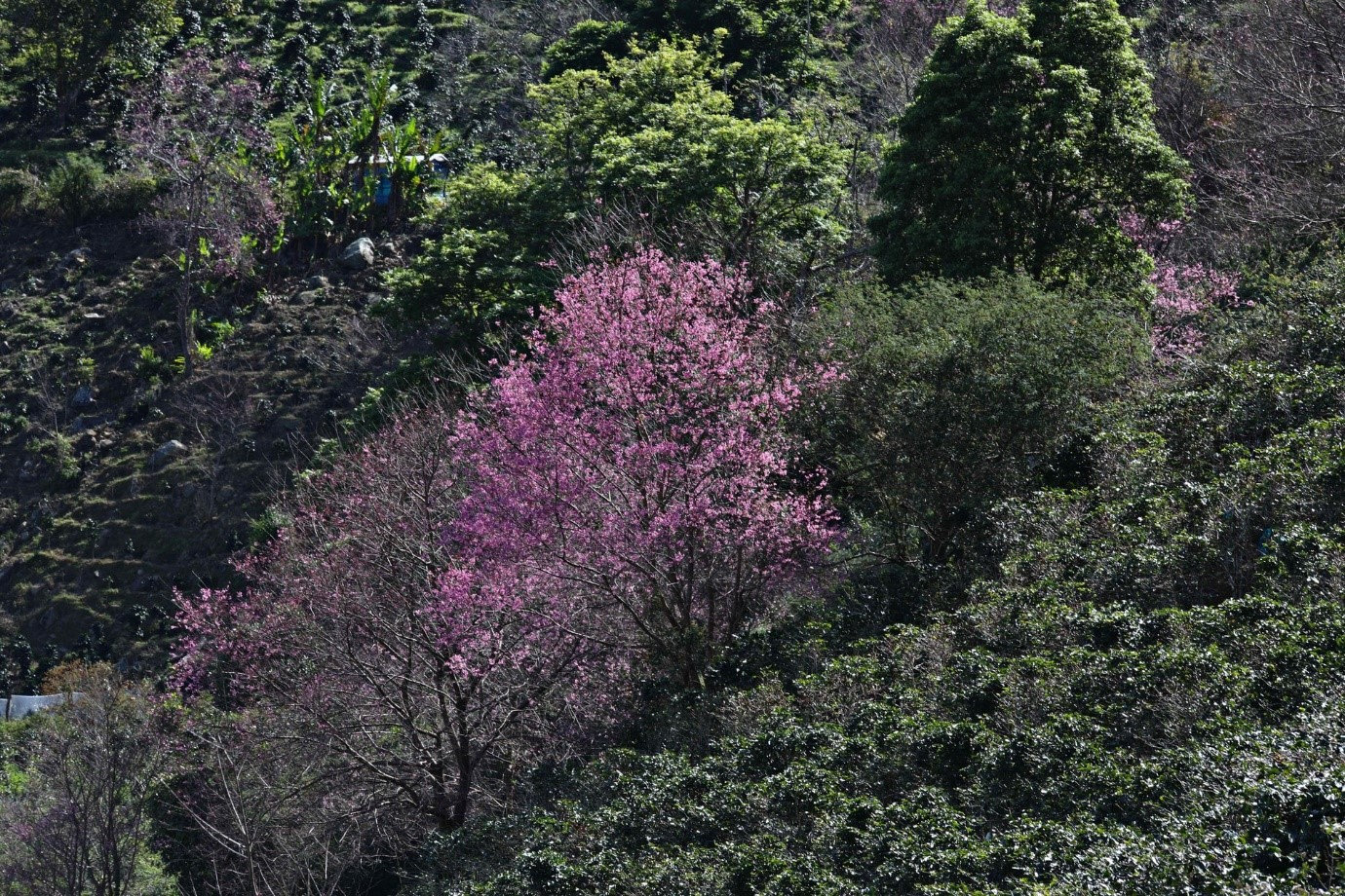 hoa dao 14