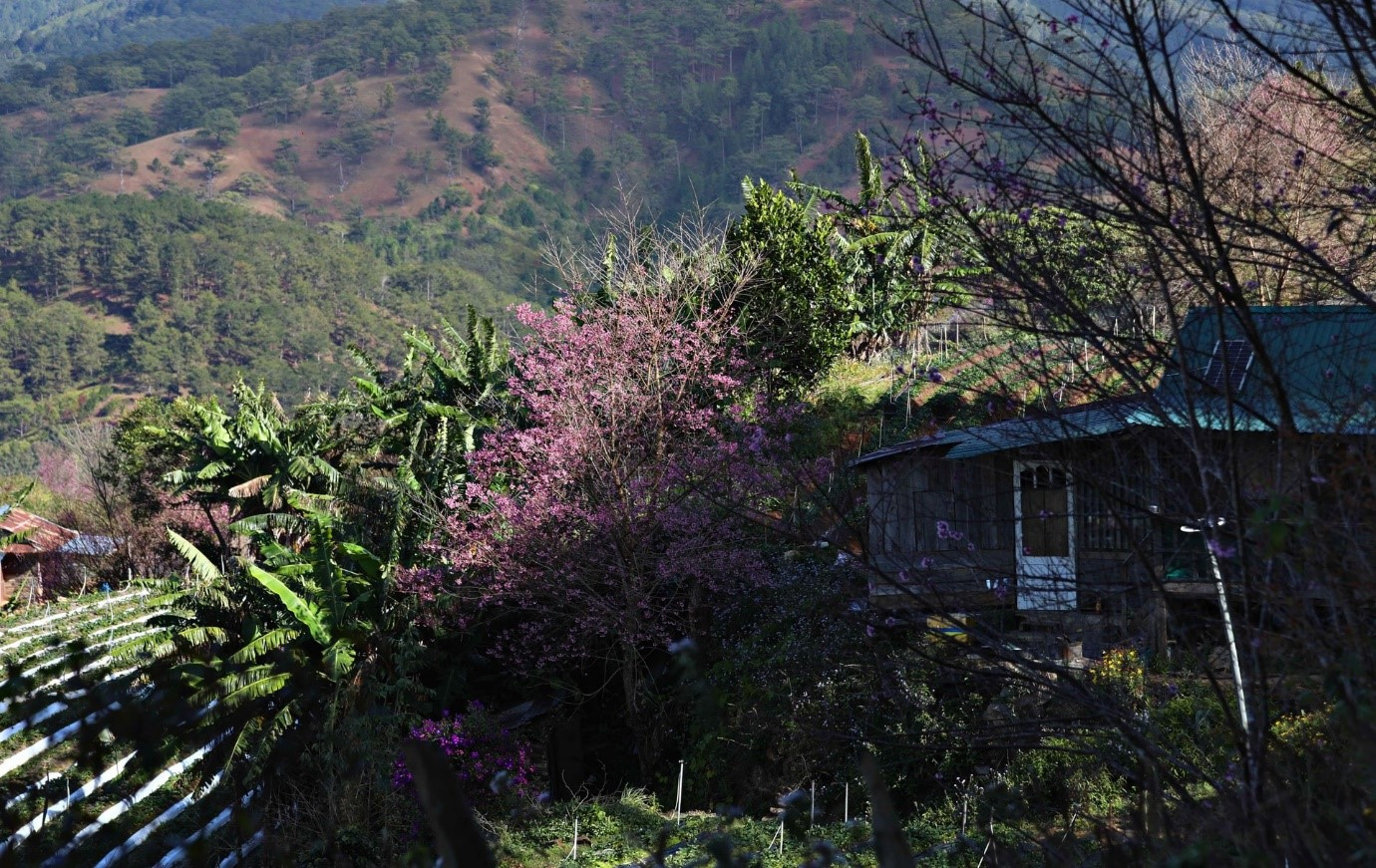 hoa dao 16