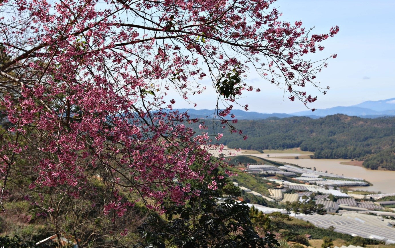 hoa dao 17
