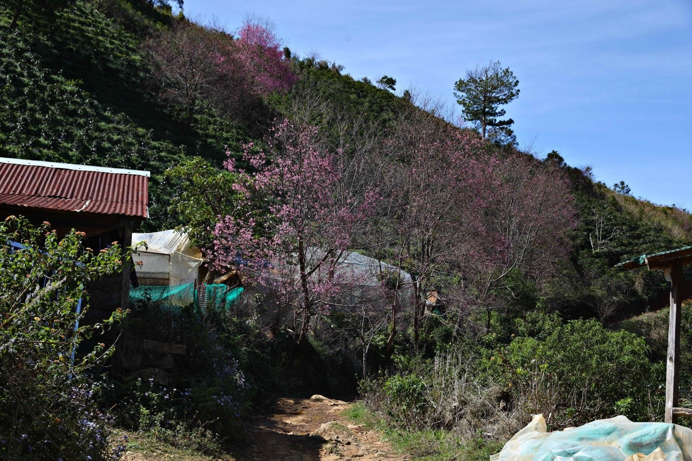 hoa dao 19