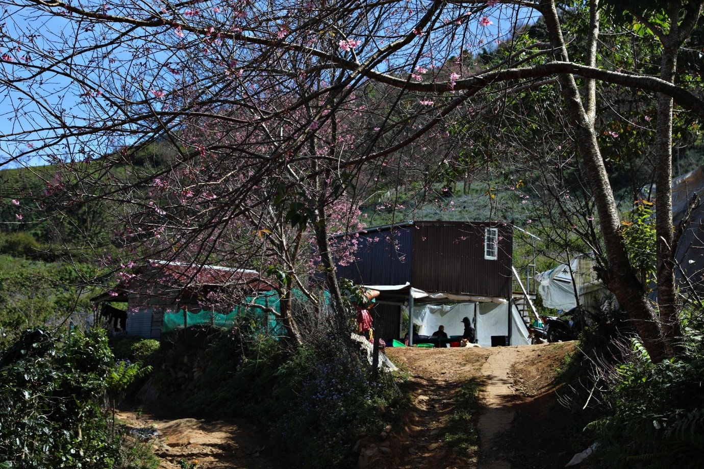 hoa dao 20