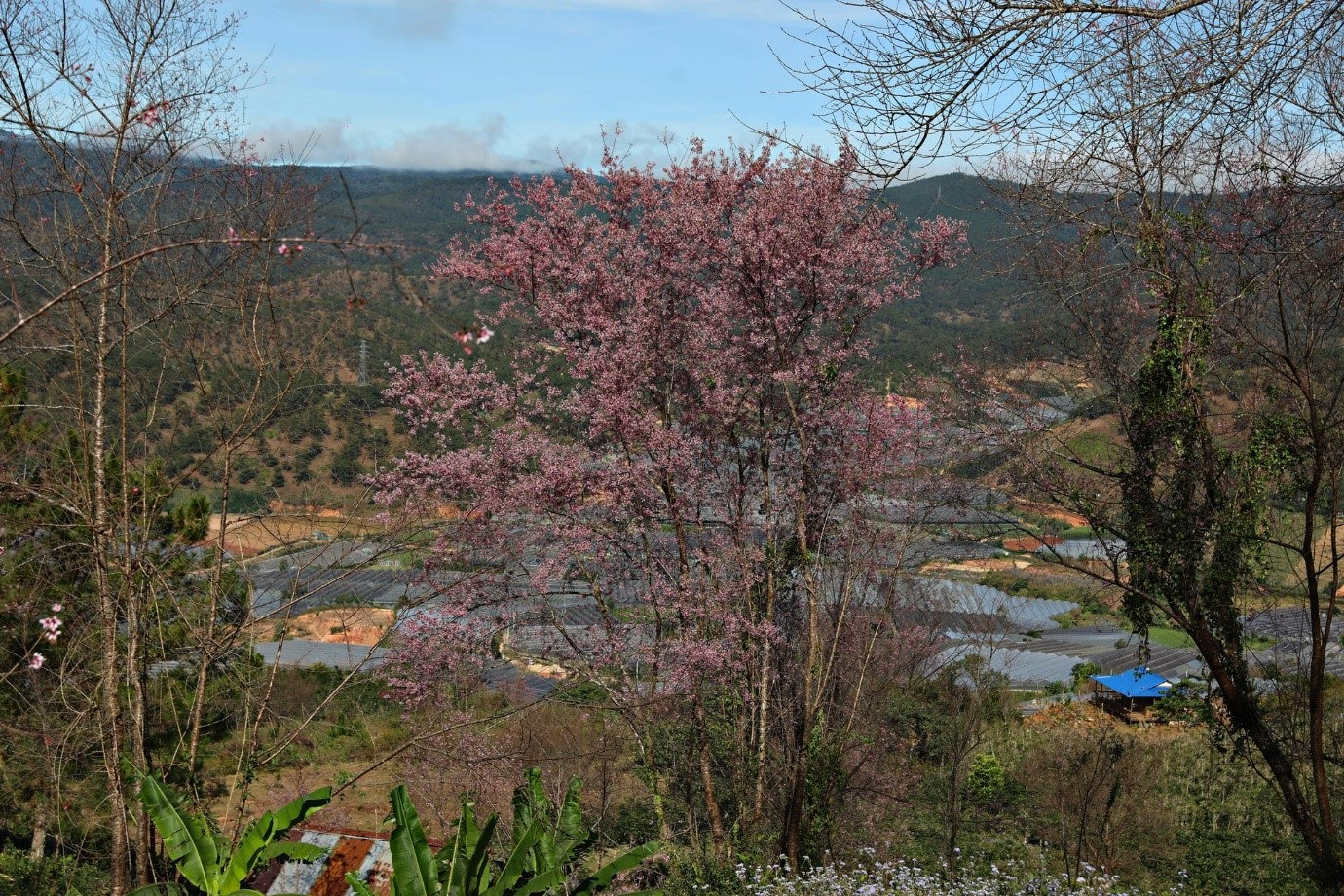 hoa dao 21