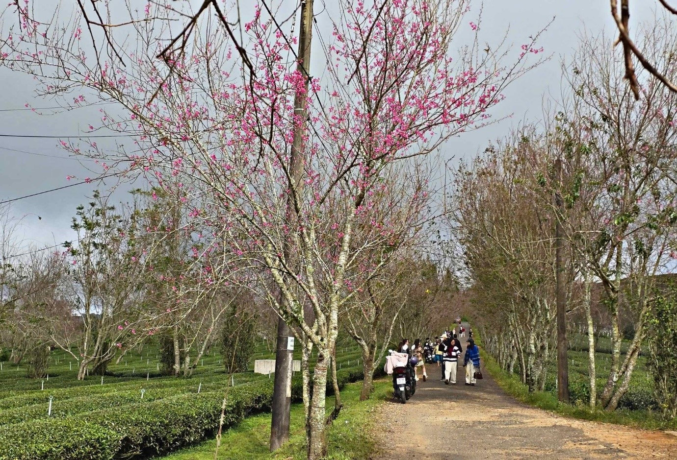 hoa dao 9