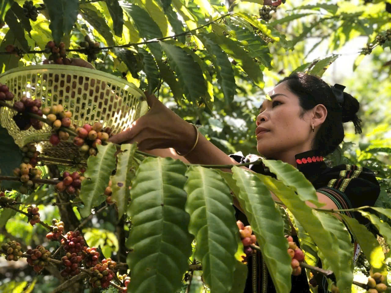 Het K'Ho-meisje Ka Nhuỵ koos koffie om koffie te zetten voor het brouwen van rijstwijn.