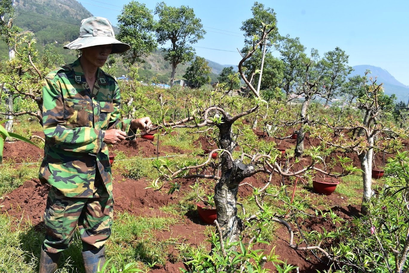 Nhà nông Trần Văn Toàn có hơn 30 năm hoàn chỉnh kỹ thuật ghép cành hoa đào cánh kép Nhật Tân với gốc hoa đào cánh đơn Đà Lạt
