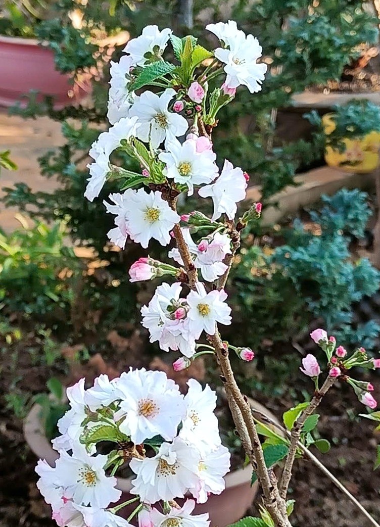 Nhân giống hoa đào Nhật Bản bằng kỹ thuật gieo hạt thành công tại Vườn đào Toàn dưới chân Núi Voi Lâm Đồng (4)