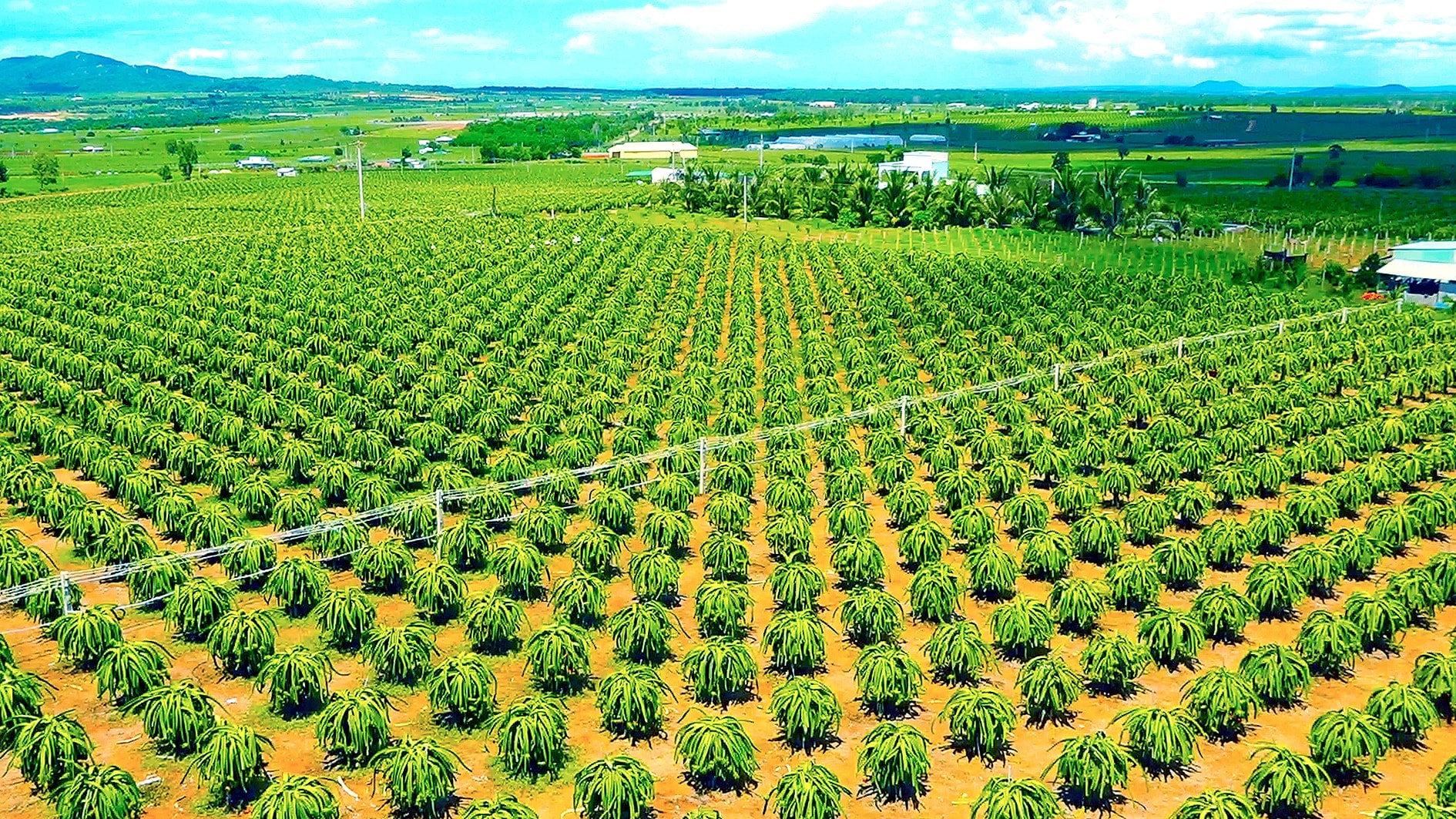 Azienda agricola ad alta tecnologia per la coltivazione del frutto del drago nella comune di Tan Thanh, Anh N. Lan 2.jpg