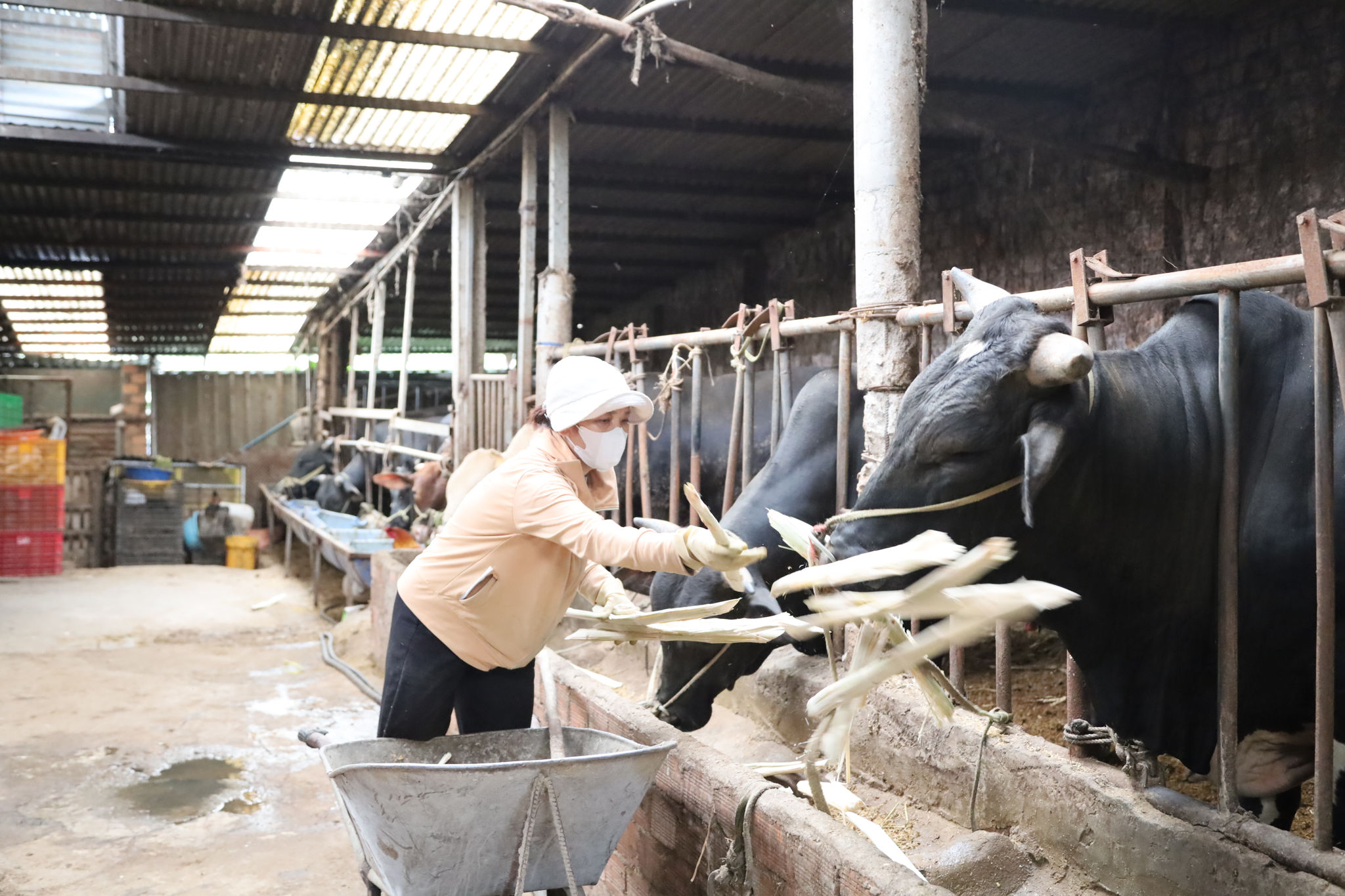 Đàn bò được ăn theo công thức khoa học, quy trình chăn nuôi khép kín, hữu cơ, “sạch” từ nguồn nguyên liệu