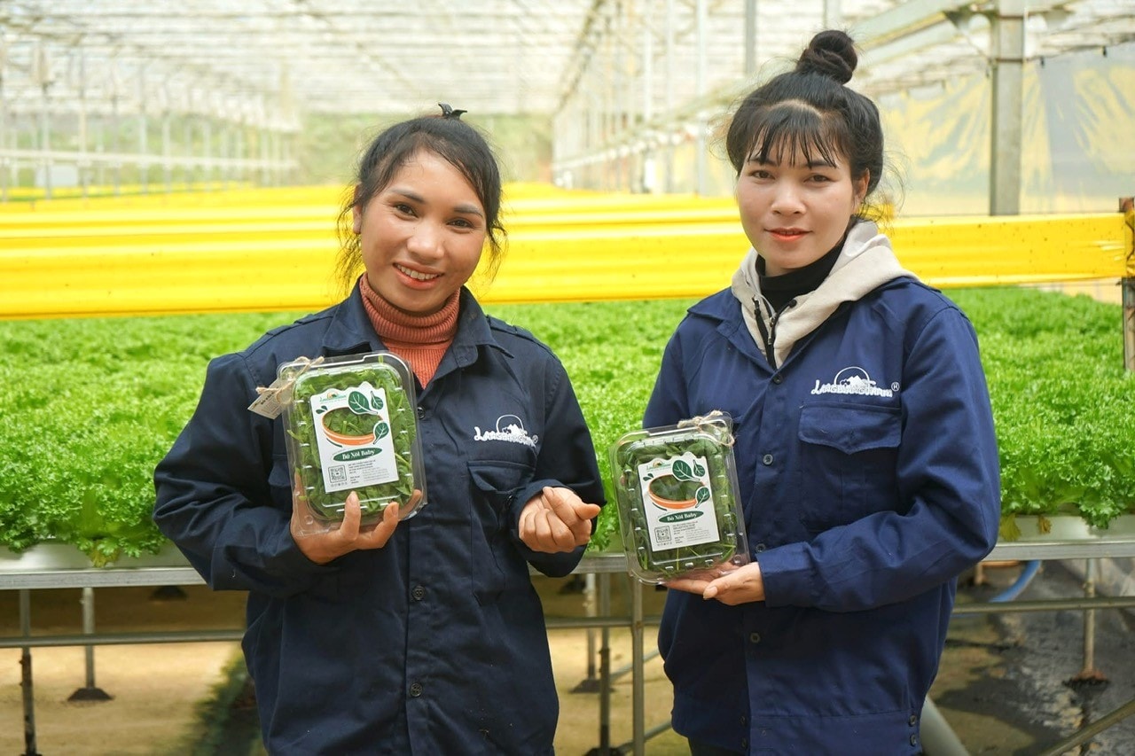 در سال 2026، لام دونگ بر بازسازی بخش کشاورزی مرتبط با مدل رشد عمیق (2) تمرکز خواهد کرد.