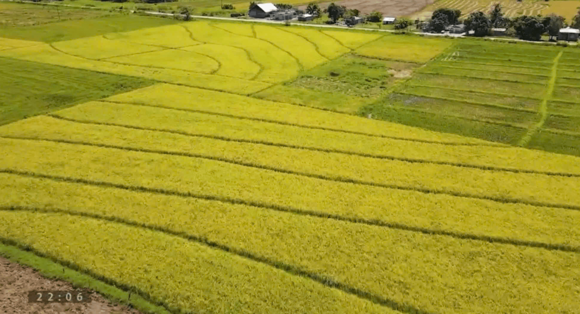 Những cánh đồng vàng ươm mang lại sự ổn định lương thực.