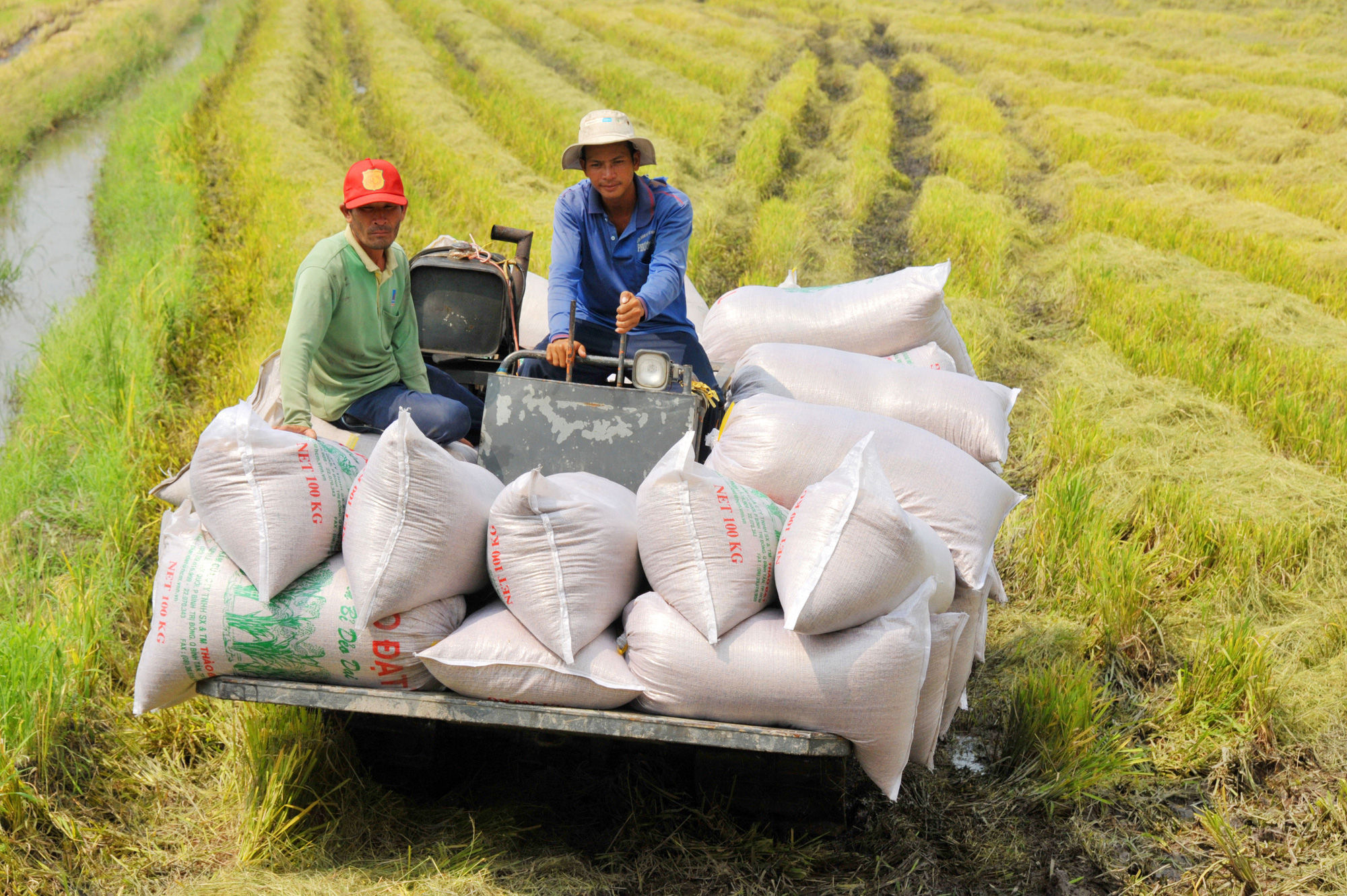 Giá lúa gạo hôm nay 4/1 trong nước ổn định, thị trường xuất khẩu trầm lắng