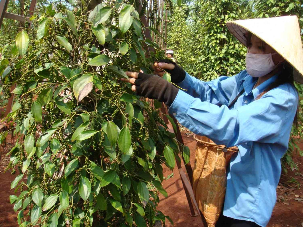 Giá tiêu hôm nay 4/1 Áp lực giảm nhẹ lo ngại mất mùa cận vụ thu hoạch